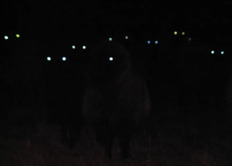 Глазки свидетелей возвращения Не Бабочки. Взято с просторов Интернета. 