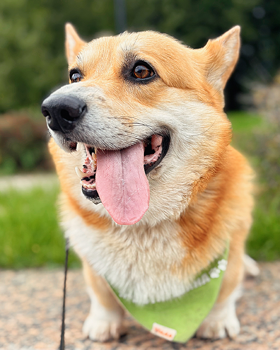 Язычок по вторникам от корги Бильбо