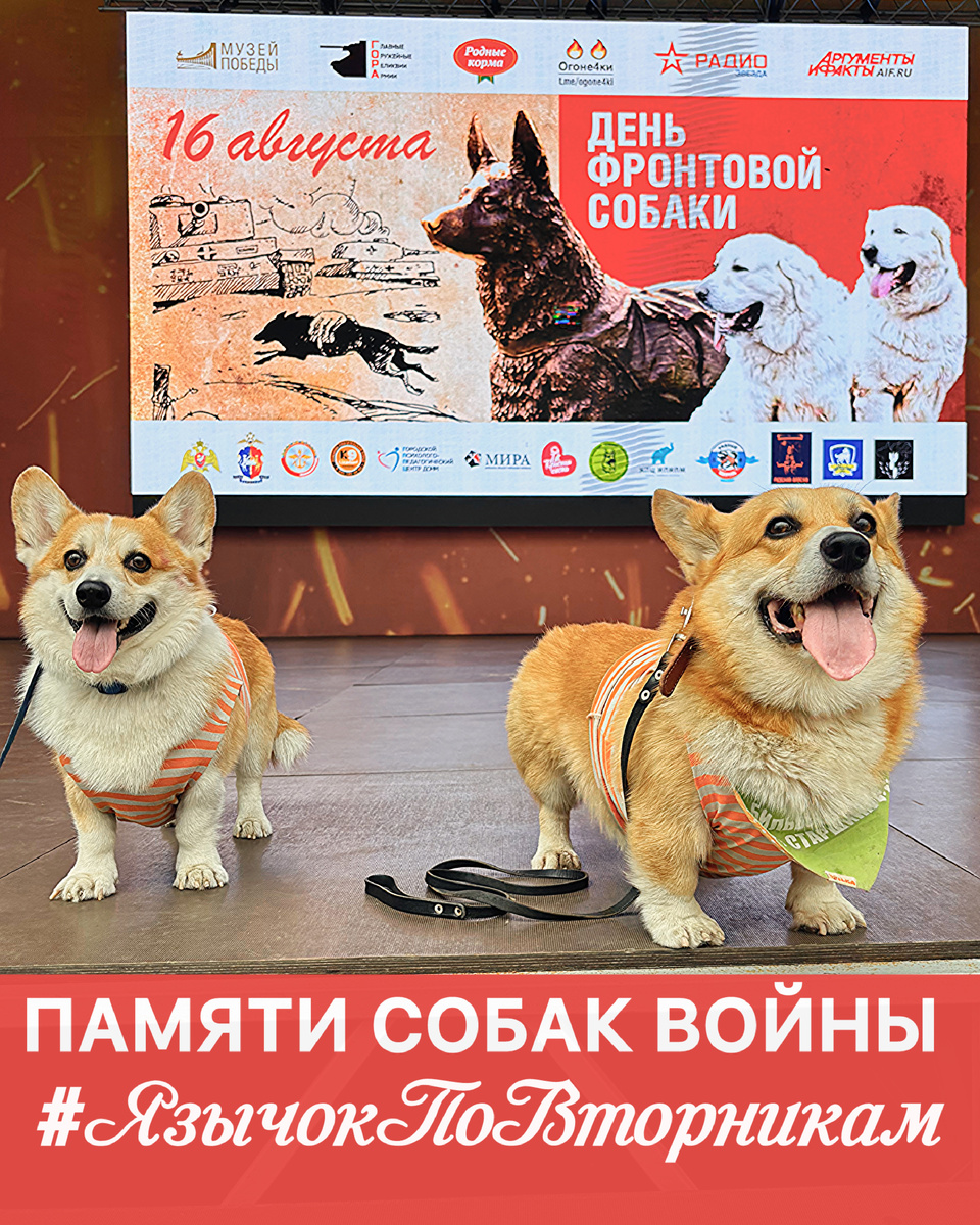 Корги Кэрон и корги Бильбо на сцене фестиваля «День фронтовой собаки»