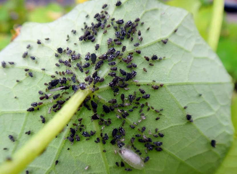 Обязательно проверям чтобы не было тли на смородине