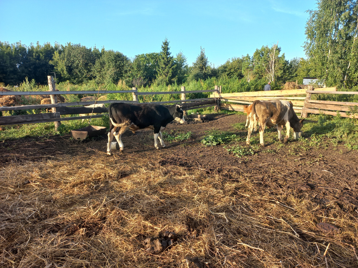 Белаз и Лося