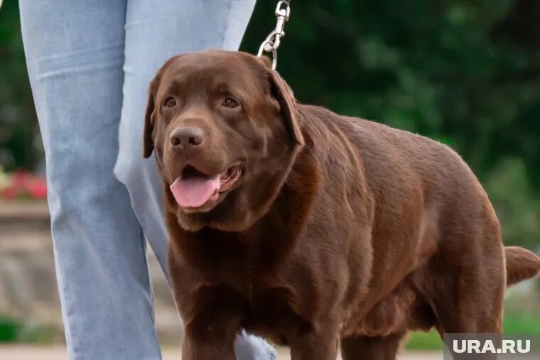 Собаку взяли из приюта в возрасте двух месяцев. Фото: Руслан Яроцкий © URA.RU