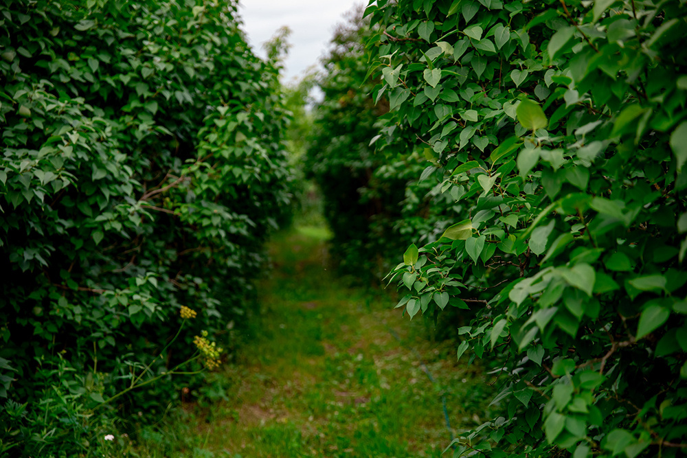 У землевладельца в Тверской области по суду отобрали заросший участок земли