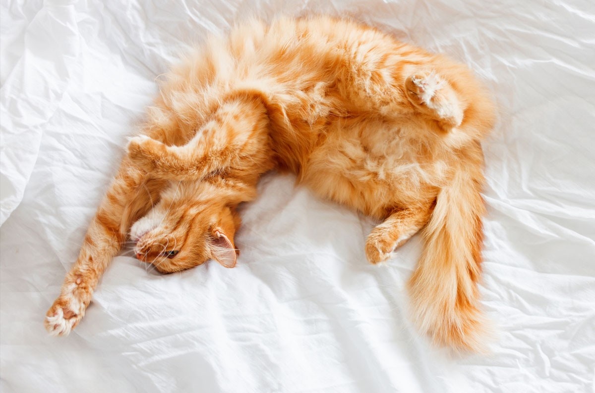 источник фото: https://stihi.ru/pics/2023/02/07/2817.jpg