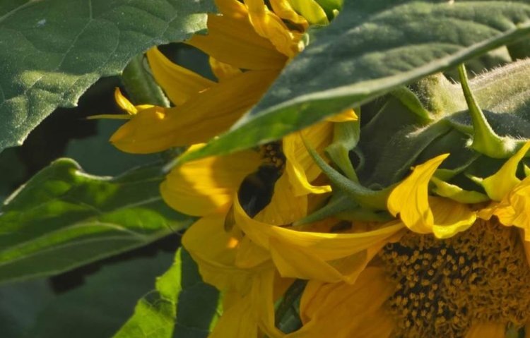    Фото: «Тамбовагропромхимия»