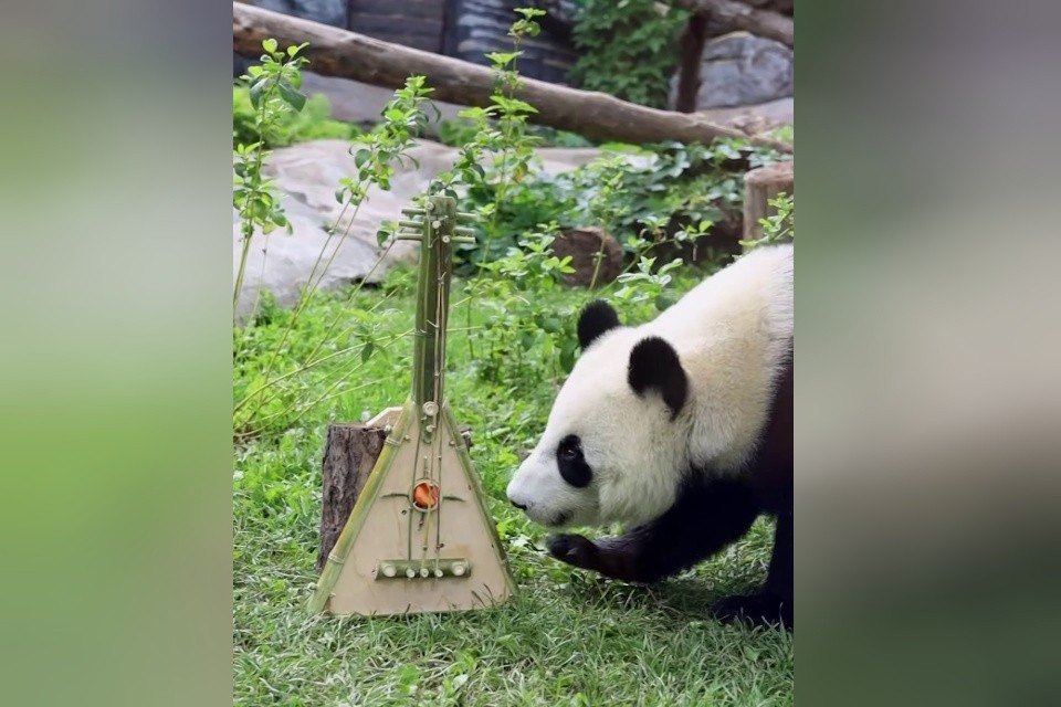    Панда Катюша получила в подарок бамбуковую балалайку