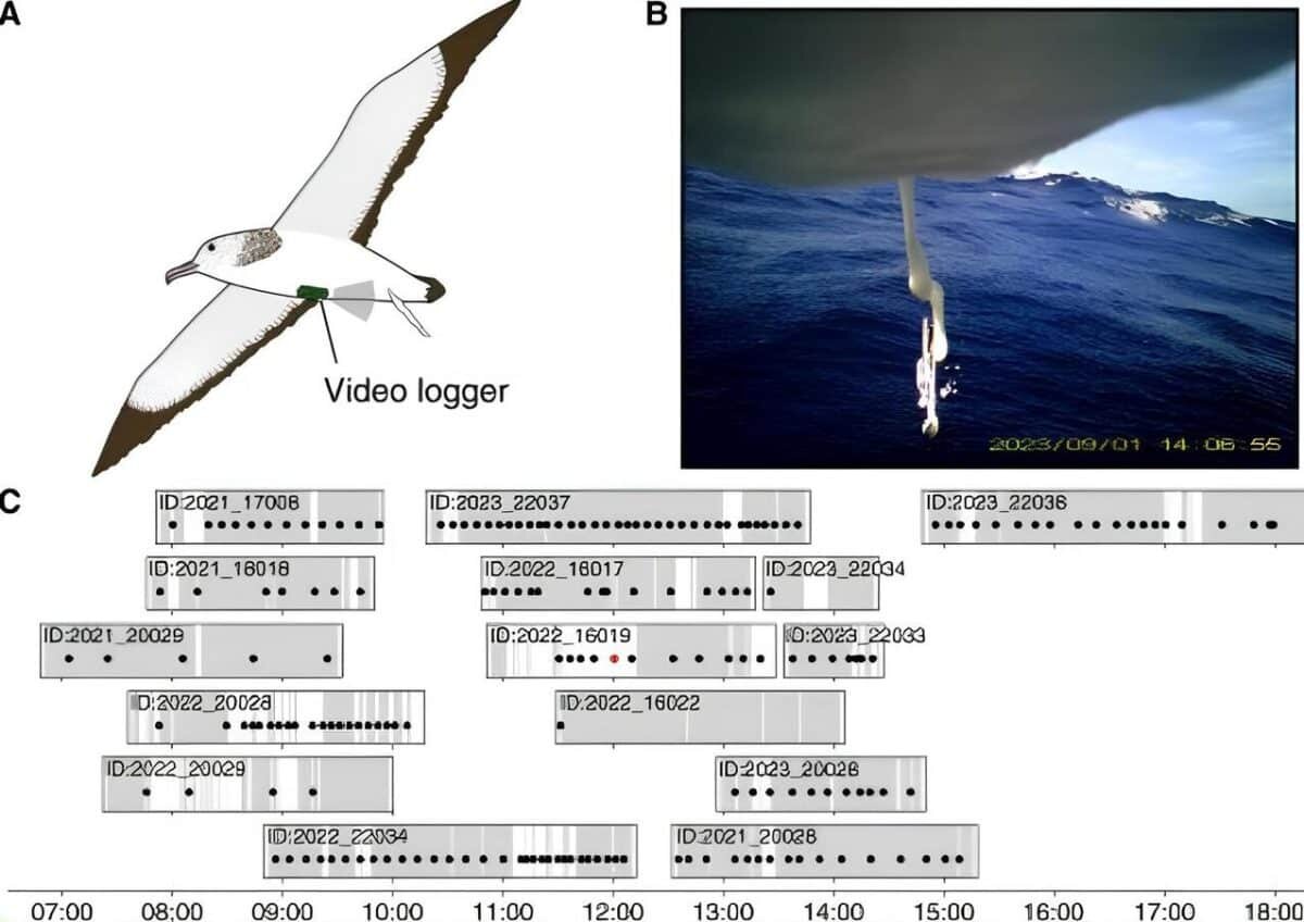    Исследователи зафиксировали, что пестролицые буревестники испражнялись каждые четыре-10 минут / © Leo Uesaka et al.