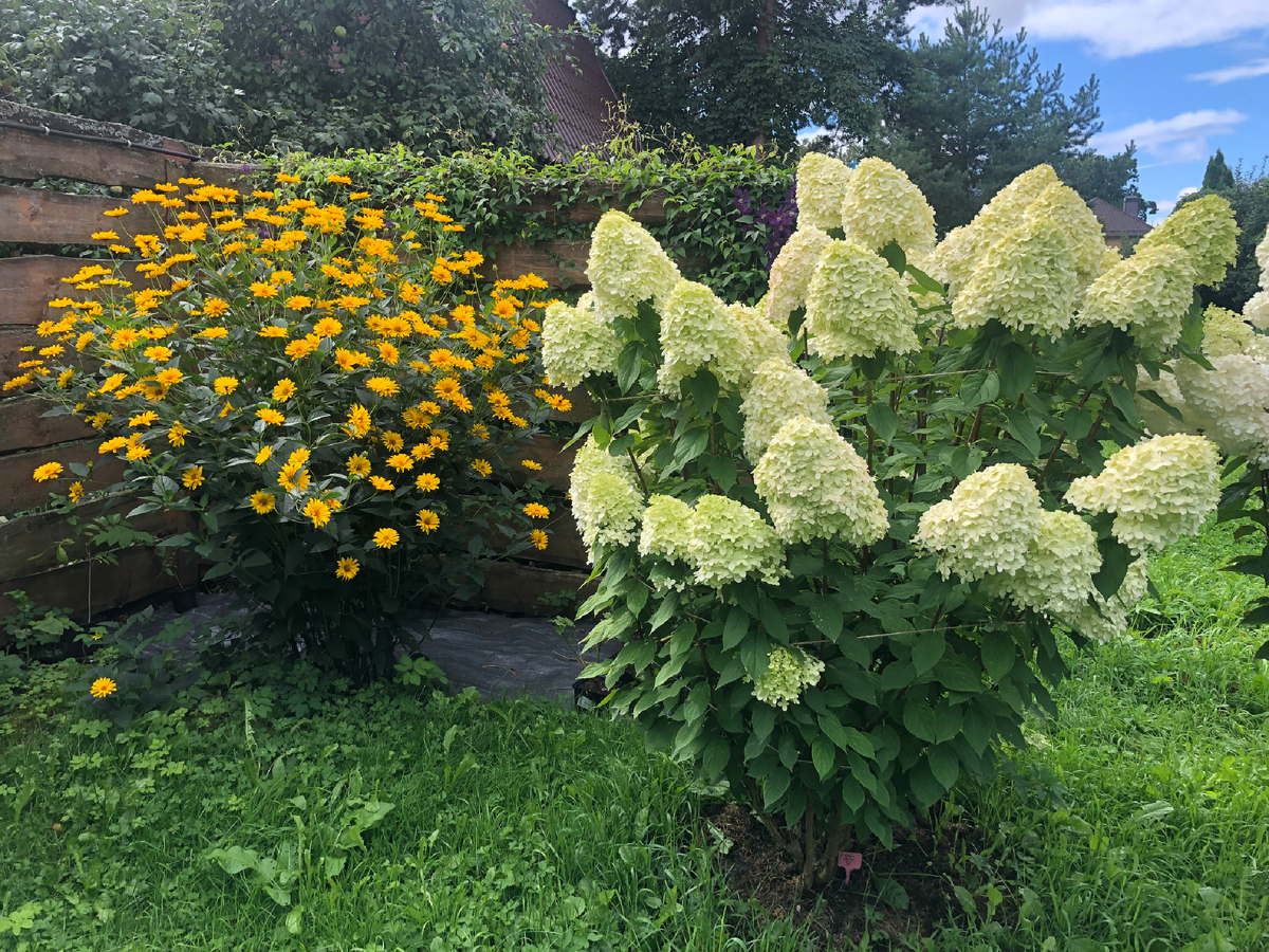 Гелиопсис и гортензия Лайм Лайт