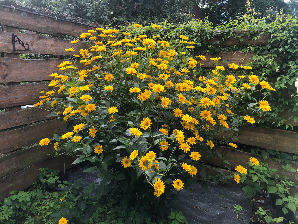 Гелиопсис, 19 августа 2025