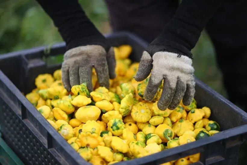  Сезон патиссонов приходится на конец лета — начало осени   © РИА Новости. Кирилл Брага