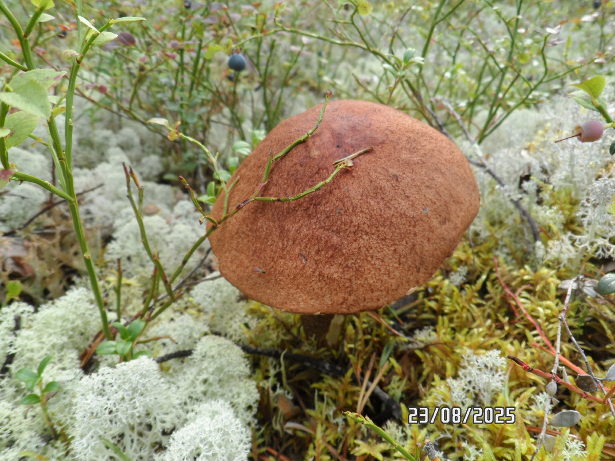 Осиновик красный в таком возрасте уже размазня. Они с рождения червяками заселяются. И чем становятся старше-буквально день другой, уже хилые и дряблые. Даже можно не нагибаться за ним.