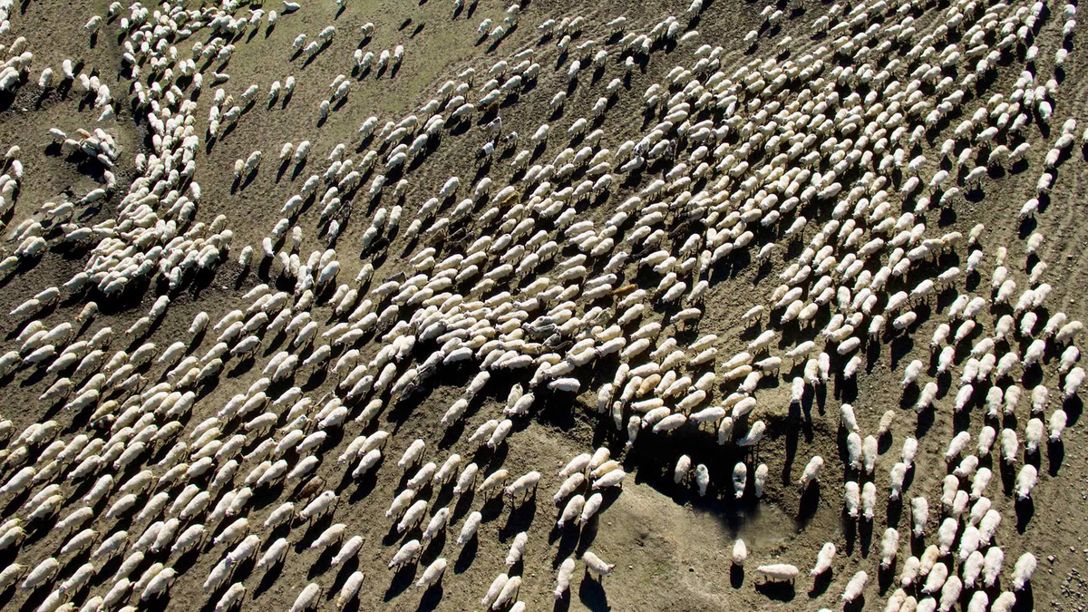 © FB / Sergo Edisherashvili