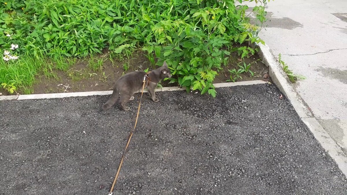 Вышел Тишка на улицу.