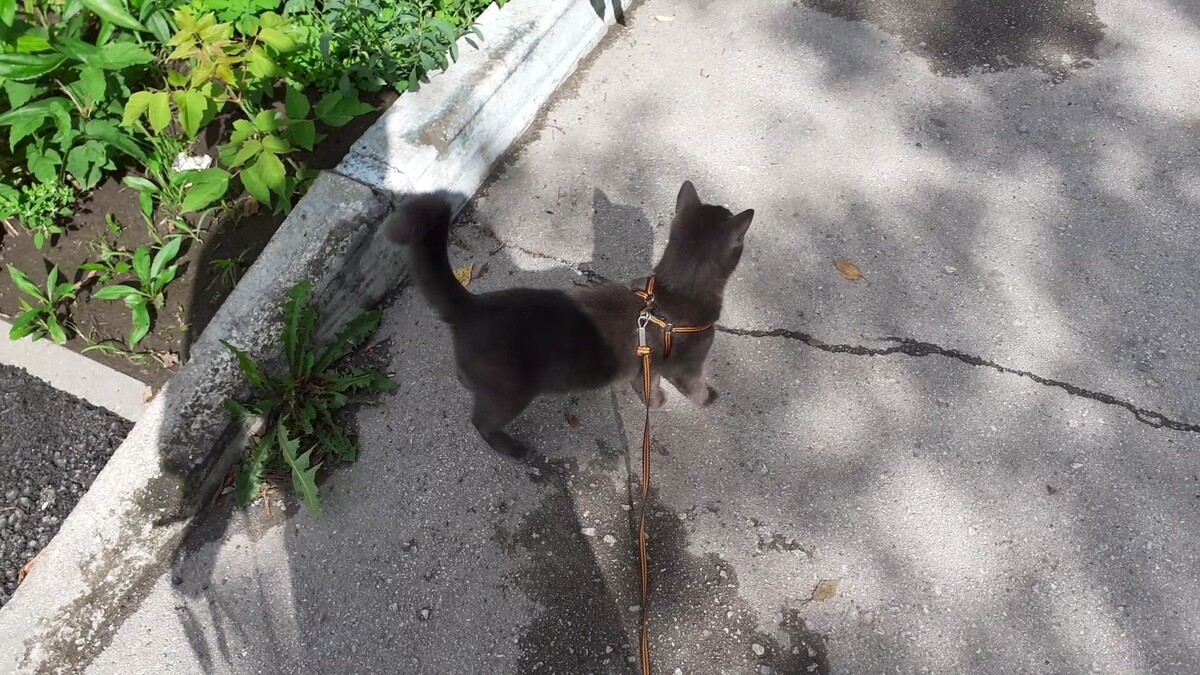 хвост дудкой