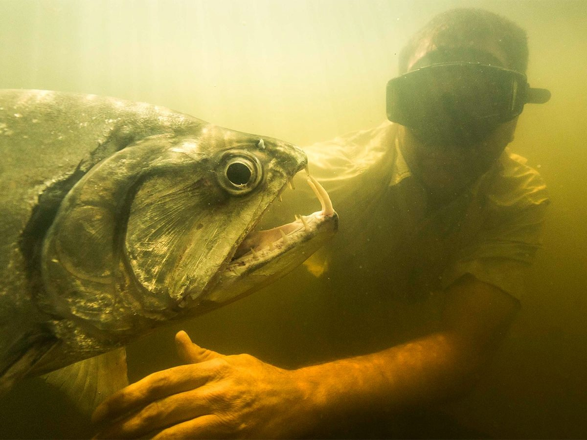 Метровая рыбина с 15 сантиметровыми зубищами... А почему бы не сделать с ней селфи прямо в воде?!