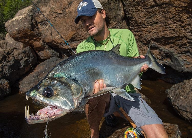 Рыба-вампир: Чудовище Амазонки. Щёлкает пираний огромными зубами!