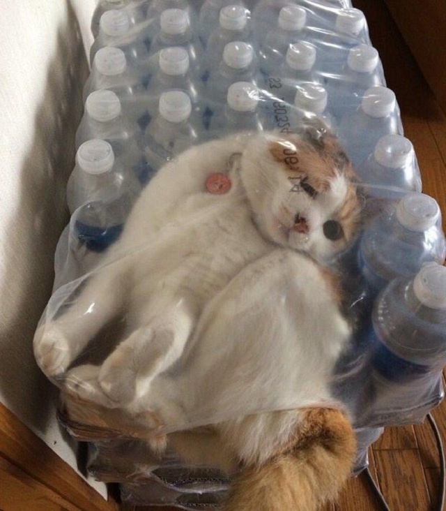 Мастера исчезновений: 27 удивительных кошачих укрытий, которые взорвут ваш мозг