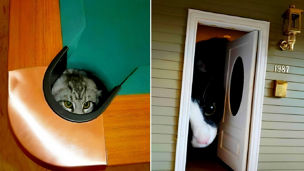 Мастера исчезновений: 27 удивительных кошачих укрытий, которые взорвут ваш мозг