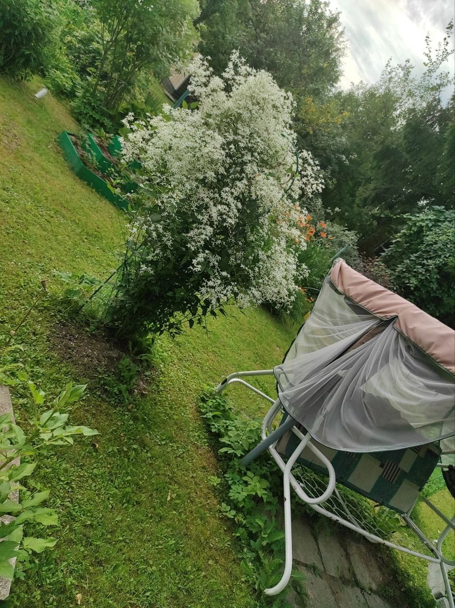 Жгучий горный мелкоцветковый клематис. Листайте страницы галереи.