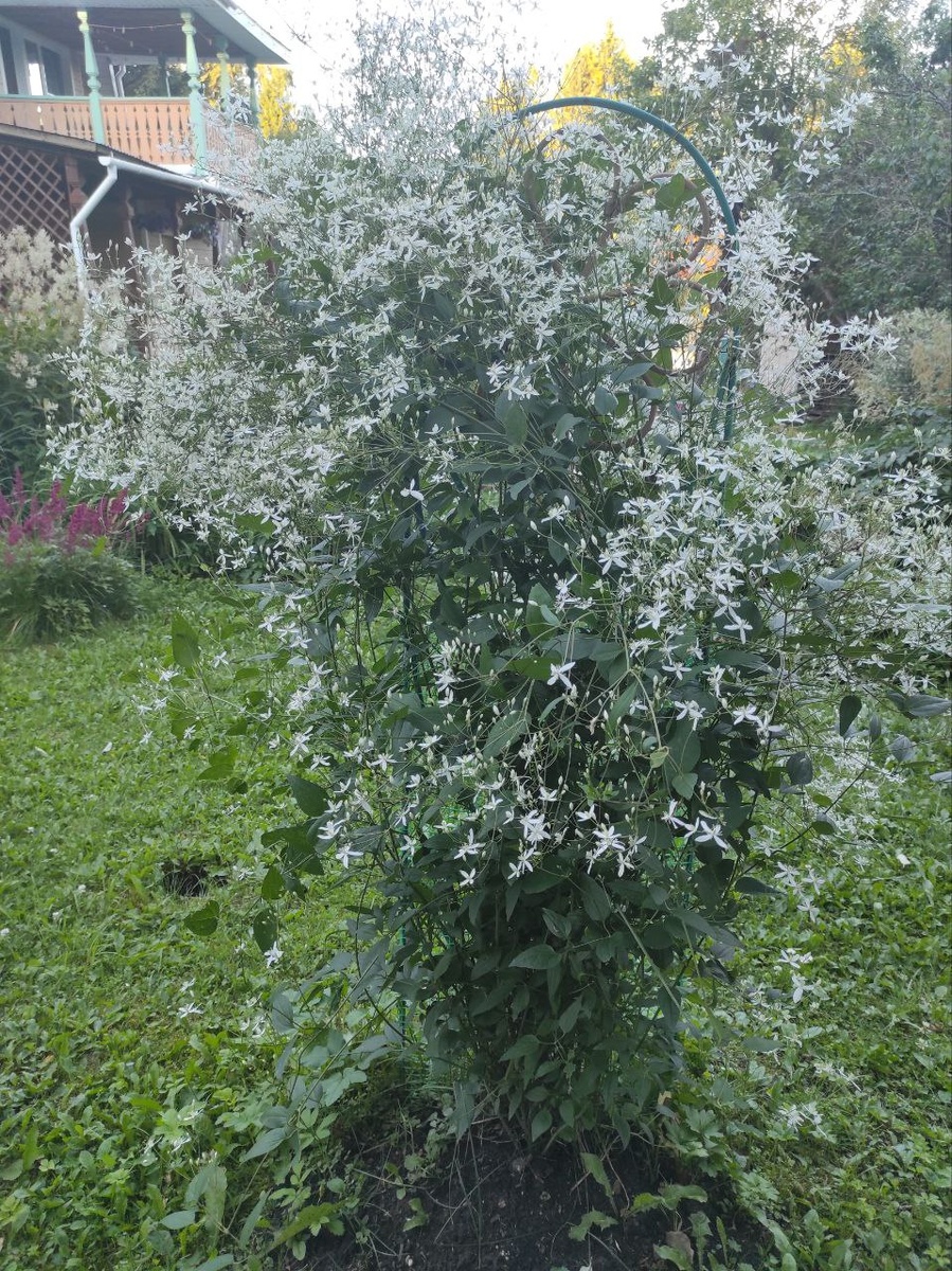 Жгучий горный мелкоцветковый клематис.