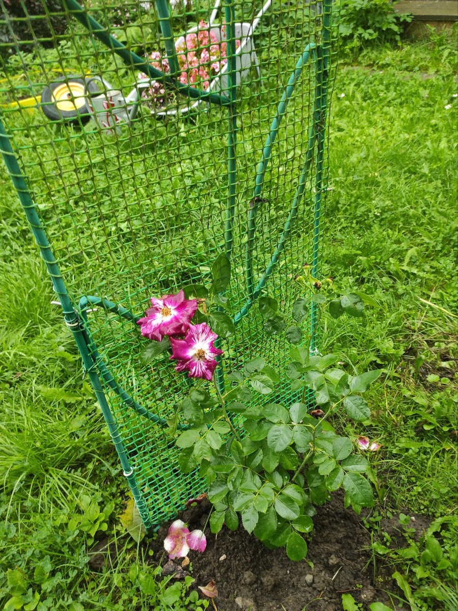 Плетистая роза Purple Splash на шпалере. 2025 год.