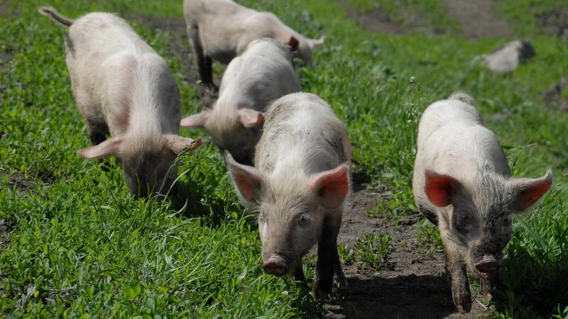     Свиньи. Анна Зайкова