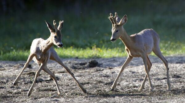    © Sputnik / Sergei Grits