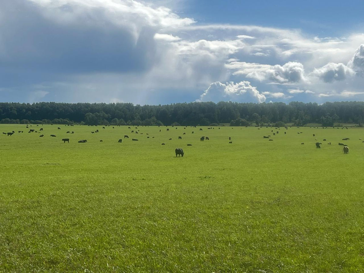 Экоферма "Горчичная Поляна"