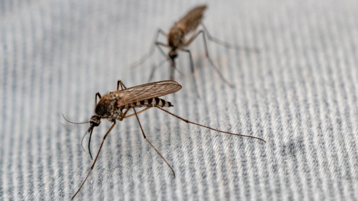    Всемирный день комара отмечают 20 августа. Фото: Сергей Зубков / «Ямал-Медиа»