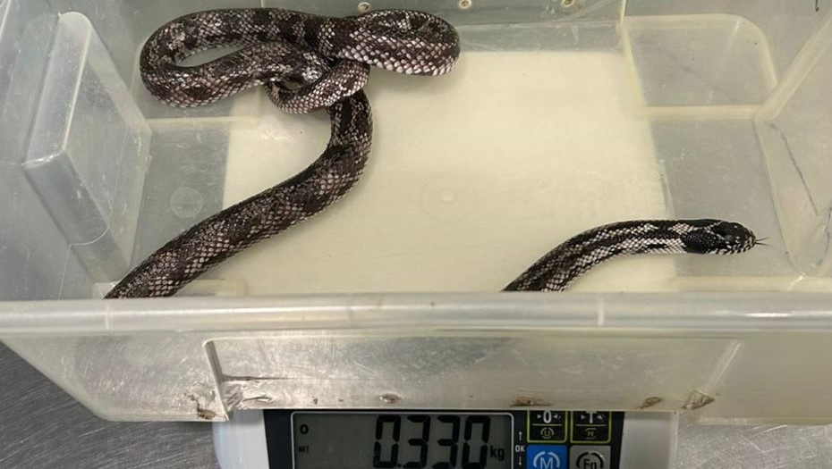    Изъятые змеи. Автор фото: t.me/procspb