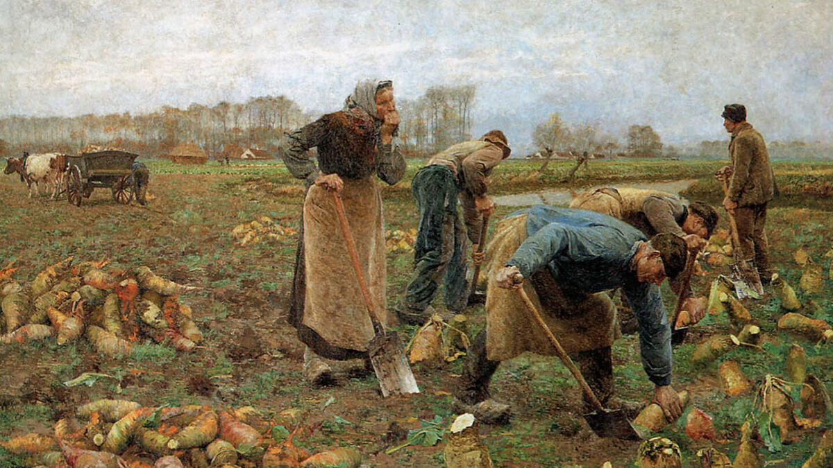     Фото: Wikipedia.org Археологические находки показывают, что репа — древнейшая культура на Руси