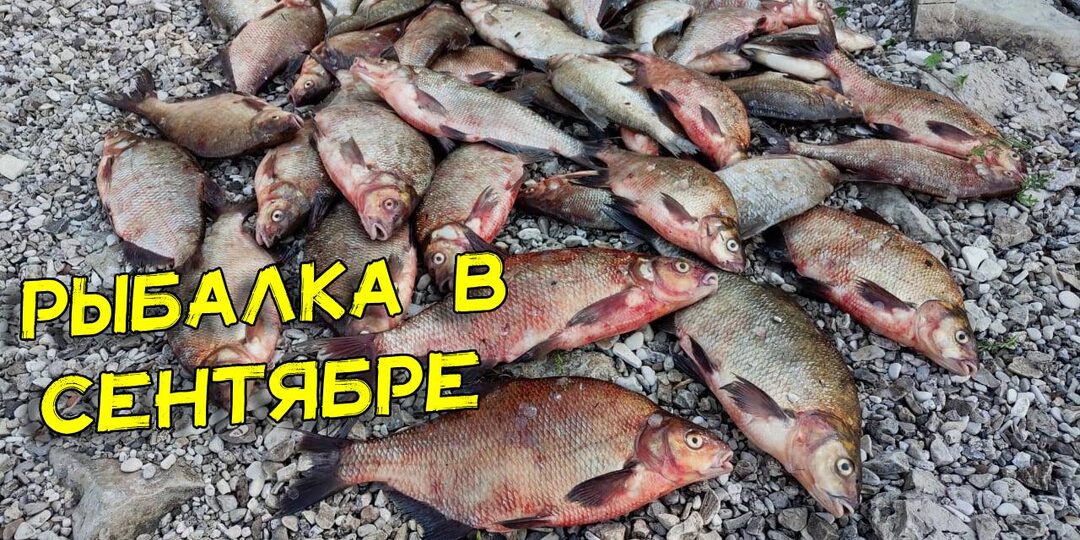 Рыбалка в сентябре. Поплавок, спиннинг и донка. Что надо знать престарелому рыболову