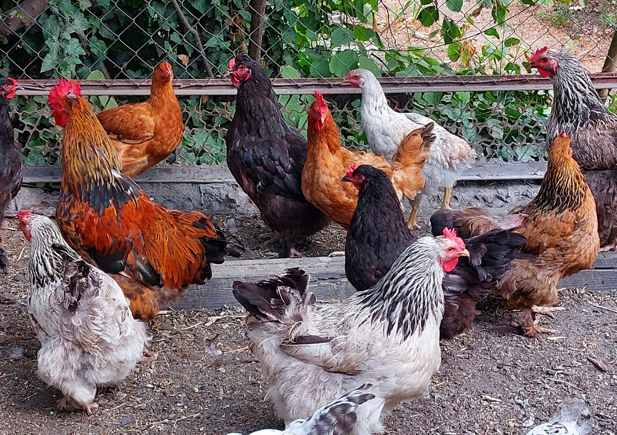 Жизнь в селе начинается с петухами