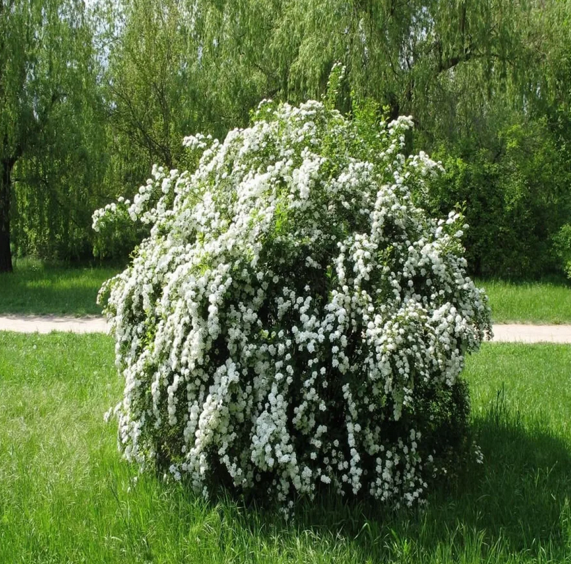 Из интернета.