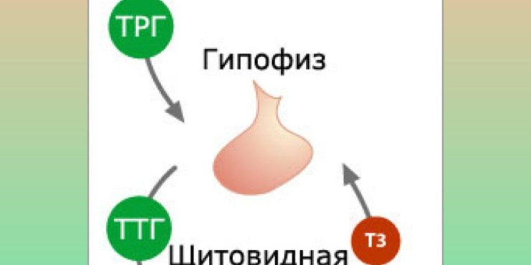 Как снизить ТТГ без гормонов