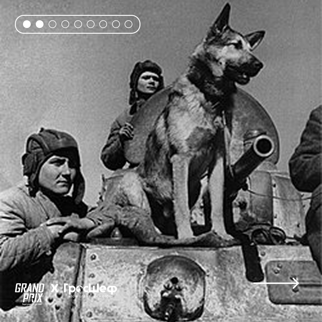 Герой-разминировщик — овчарка Джульбарс