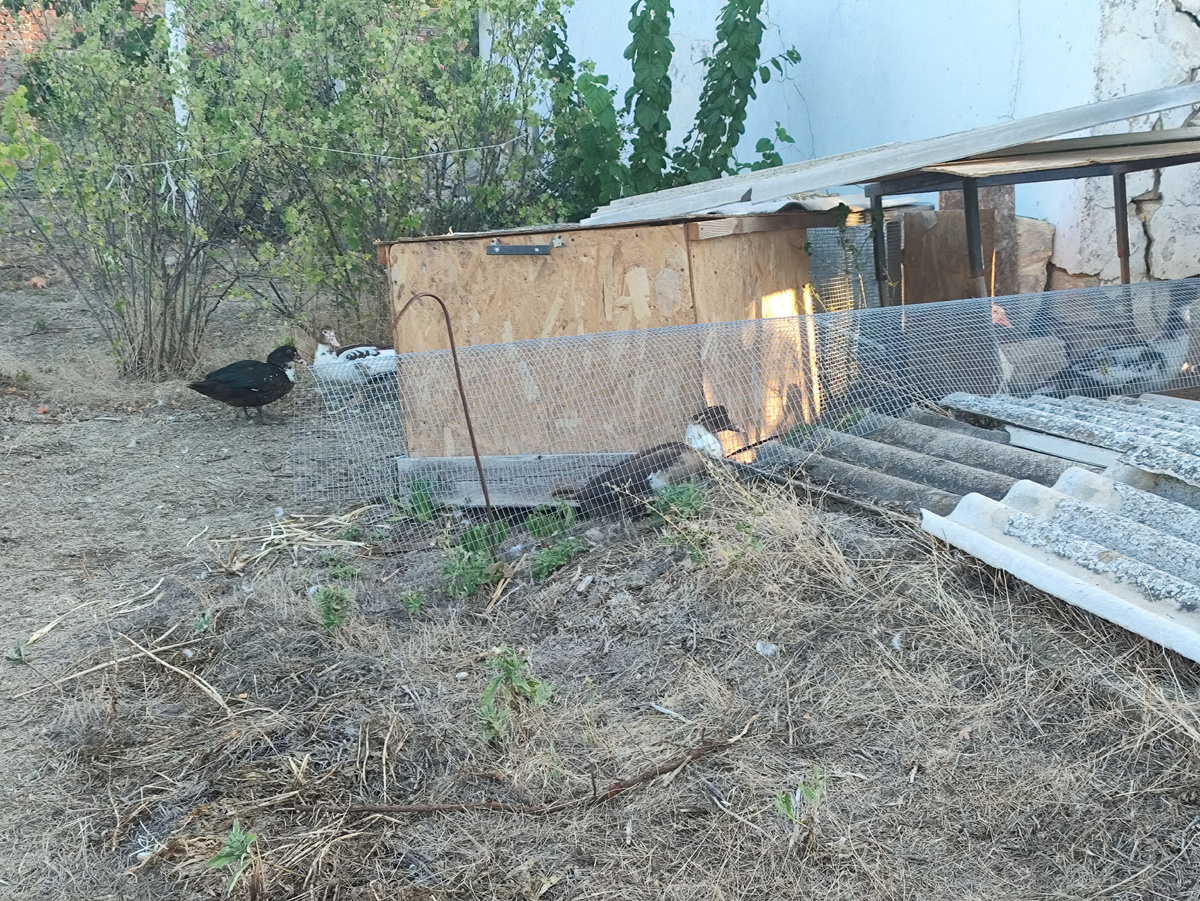 Одну в сетке видите? Там они себе лаз проделали )))