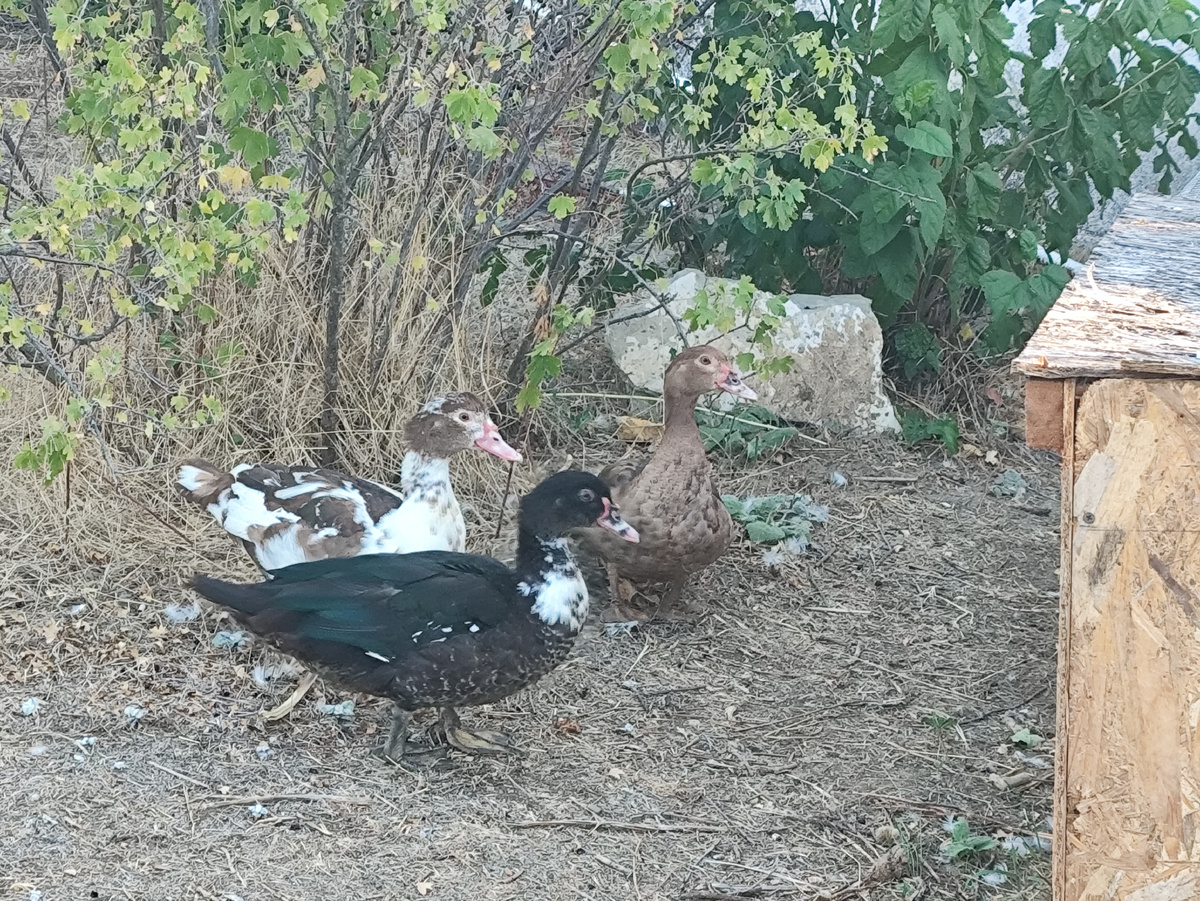 Их там трое. И снизу куста ягод уже нет, только на верхушках остались