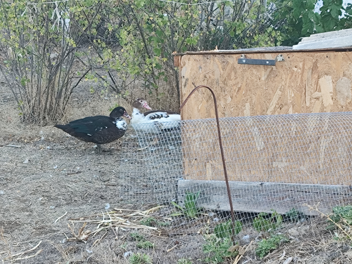 А эти под смородой стоят, на меня смотрят...