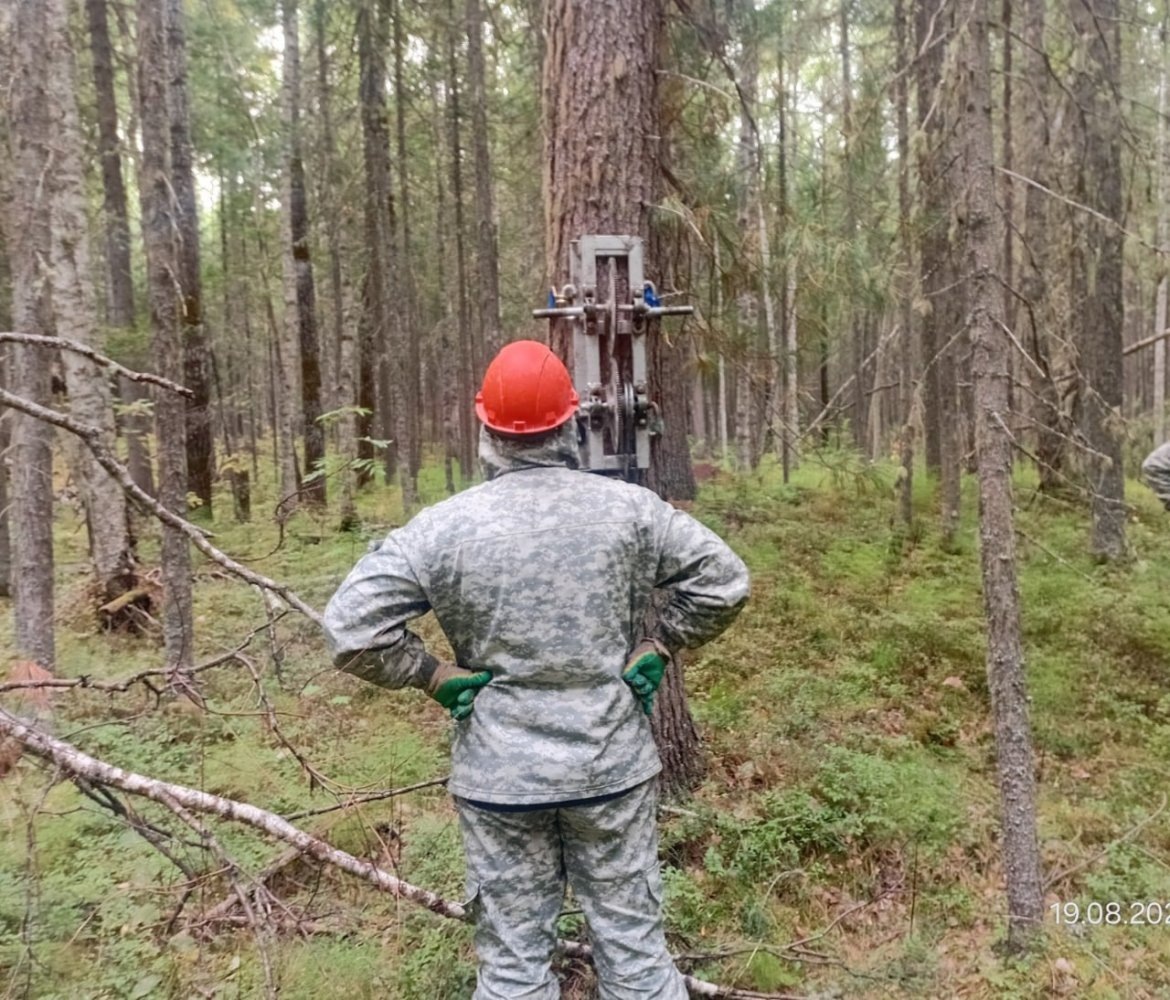    В Югре ловят браконьеров-«кедротрясов»