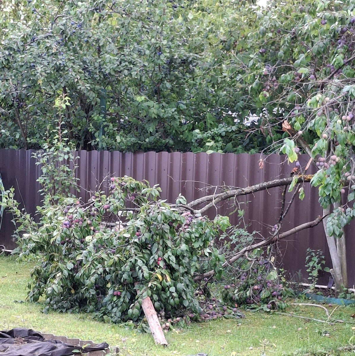 Урожай в этом году хороший, даже слишком сломало