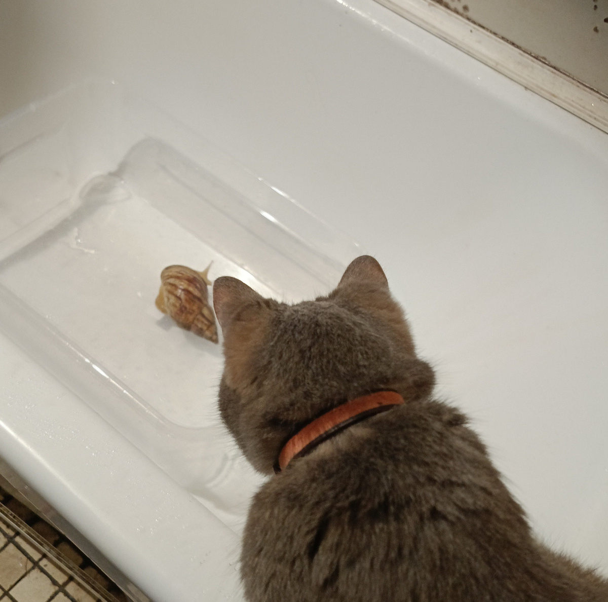 Фото автора. Тут есть и кошка Большуха, и улитка Тройка. На этой фотографии запечатлён момент, когда я помытую Тройку положила в новый, сделанный, помытый контейнер, а Большуха наблюдала за ней.