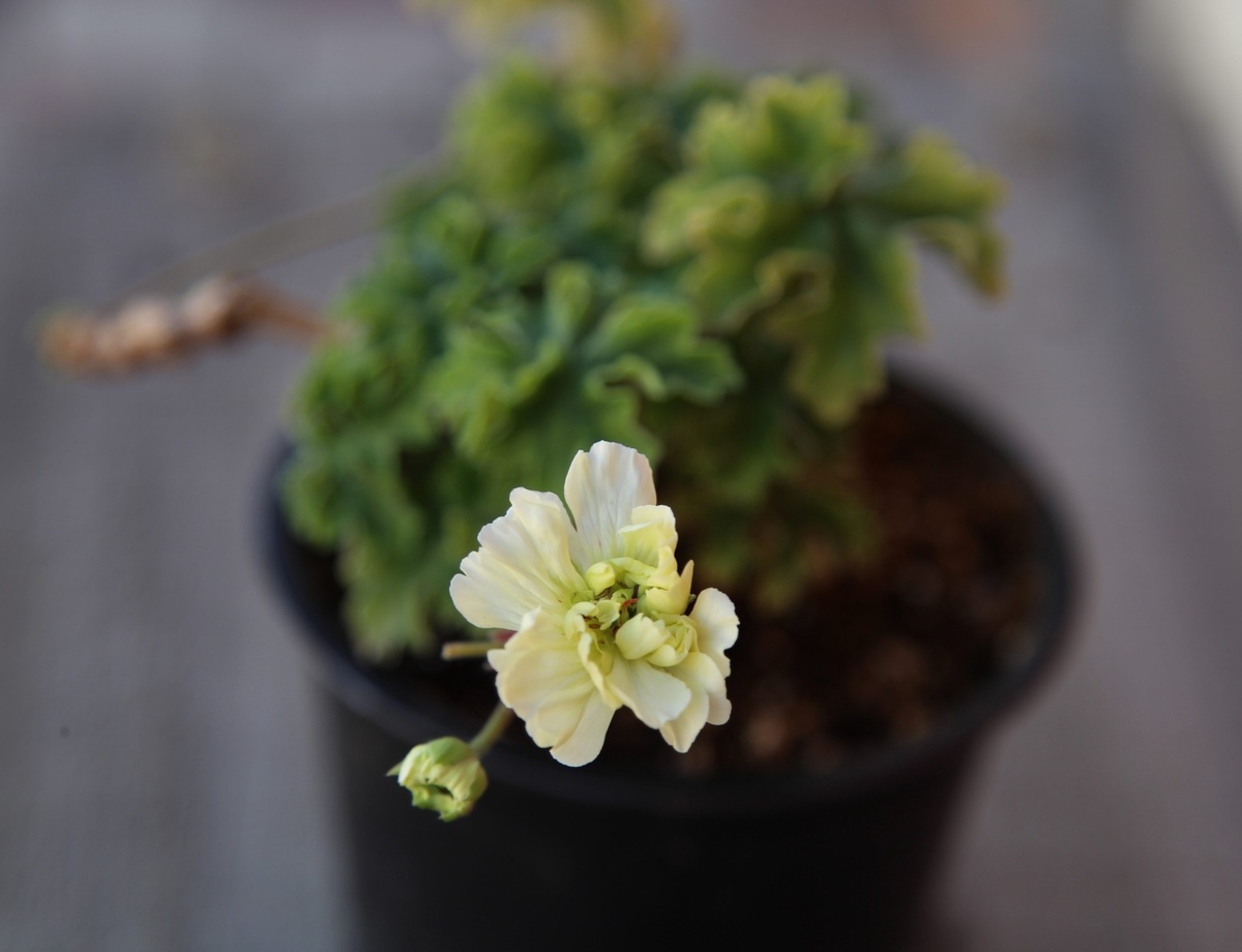 Lara Valma. Первый бутон начал раскрываться! 