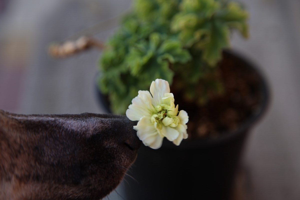 Lara Valma и любопытный носик Айрис! Стоит взять в руки фотоаппарат, как обязательно кто-нибудь сунет свой нос. 