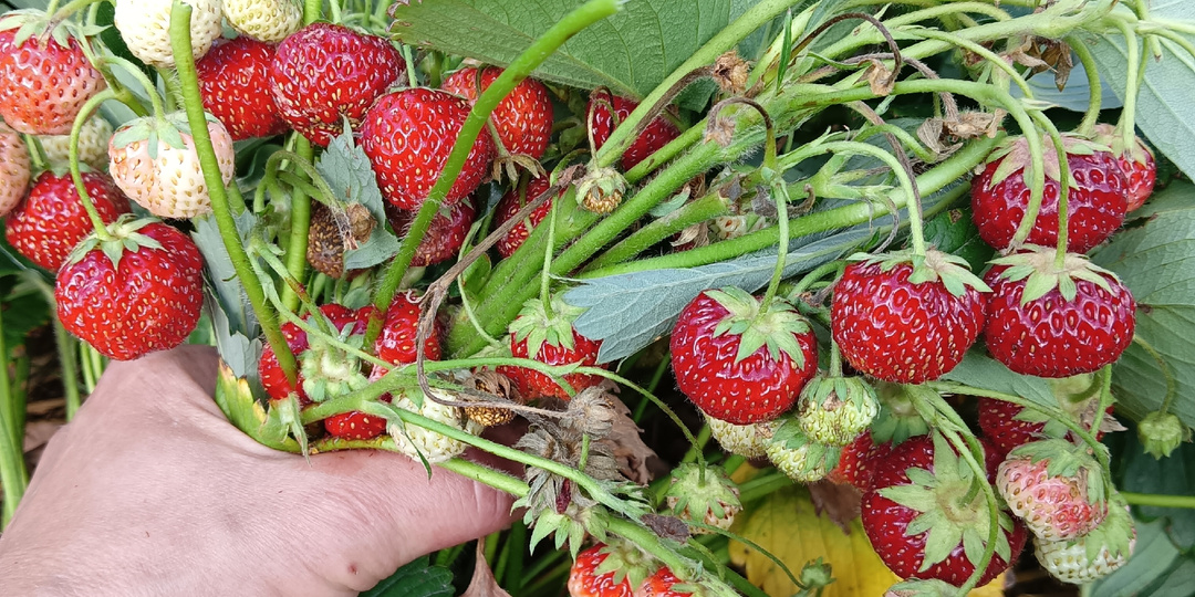 Чем подкормить клубнику после плодоношения, чтобы на следующий год она порадовала урожаем.