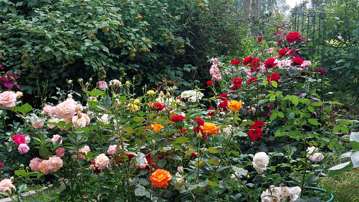 Мой пейзаж в июле 2025 года