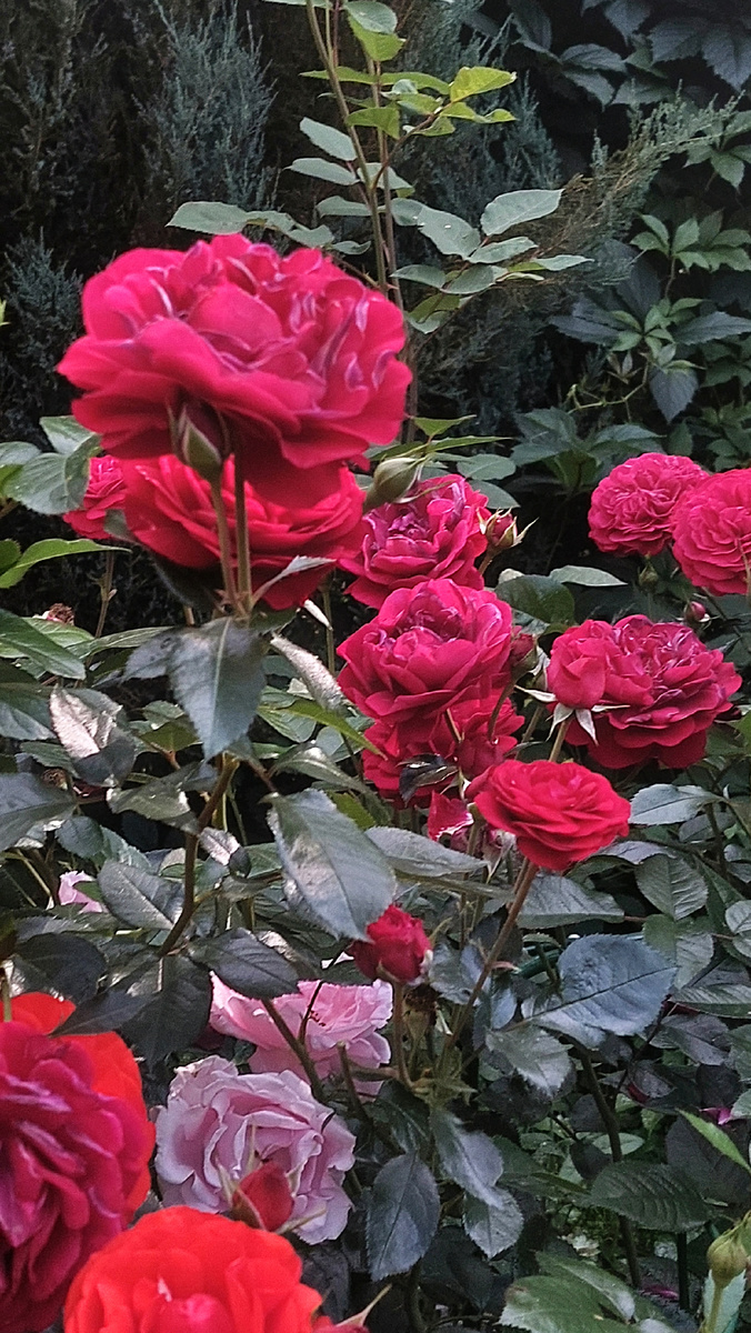 Бордо. Флорибунда. Она даже отцветает красиво. 