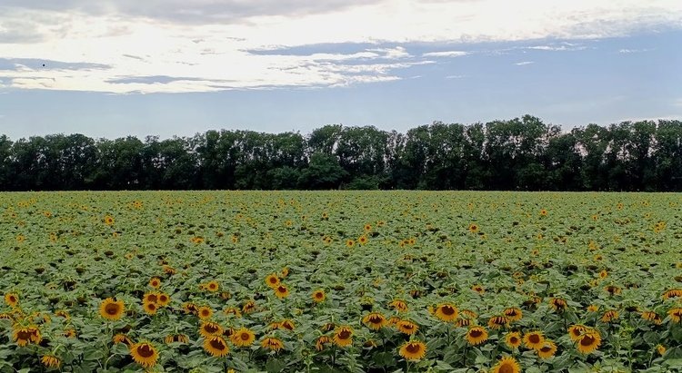    Фото: Пресс-служба филиала ФГБУ «Россельхозцентр» по Ставропольскому краю
