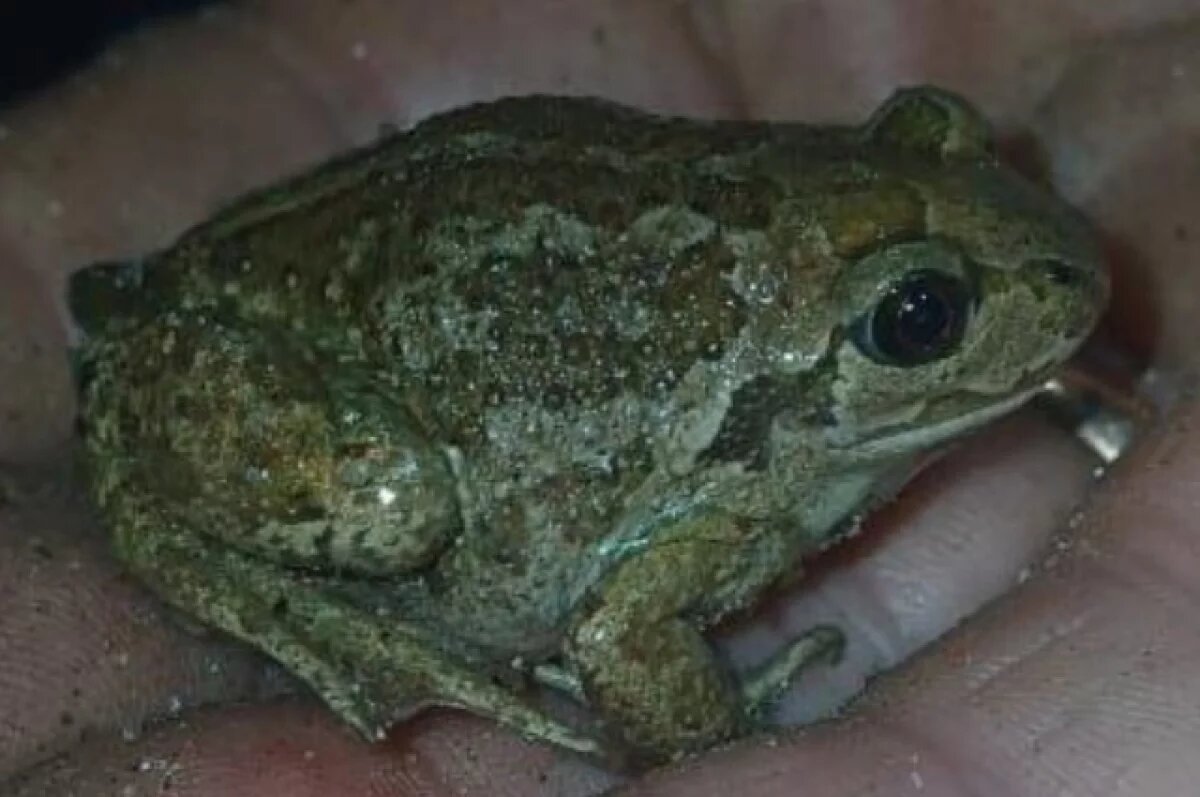    В Тверской области спасли 16 редких лягушек-кротов