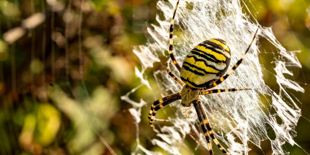 В Москве и области появились пауки-осы